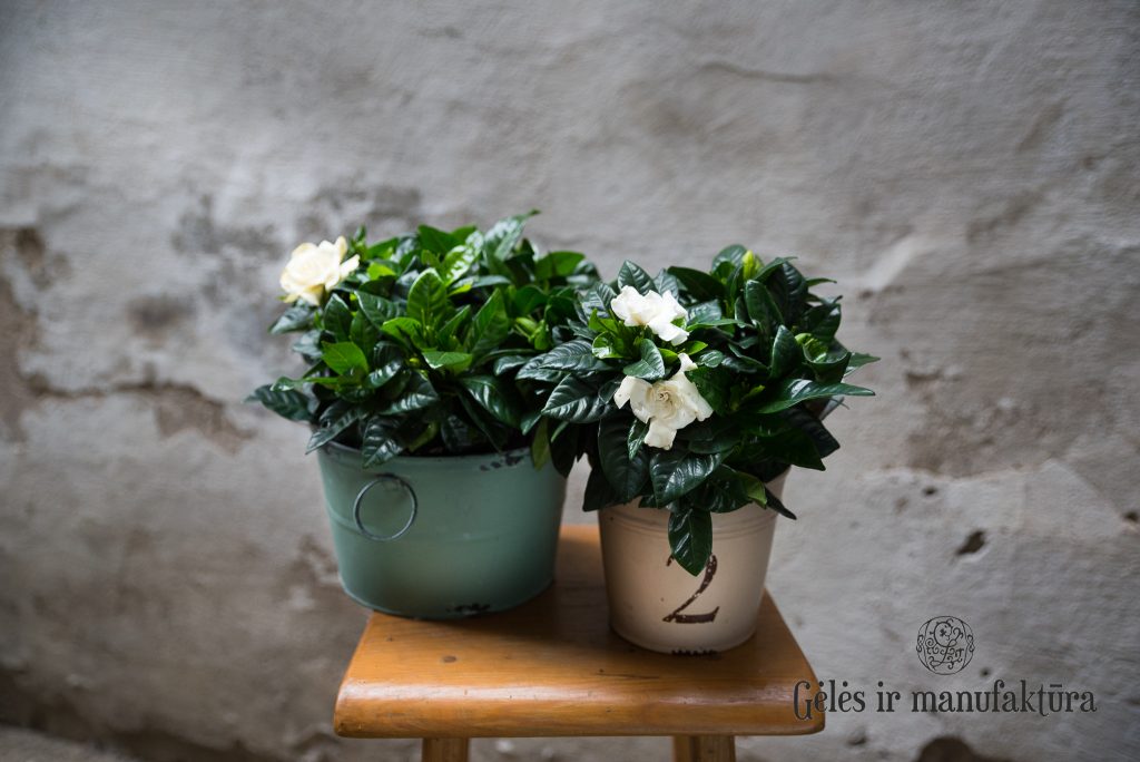 augalas gardenija gardenia jasminoides plant fragrant aromatic kvepianti gėlės ir manufaktūra
