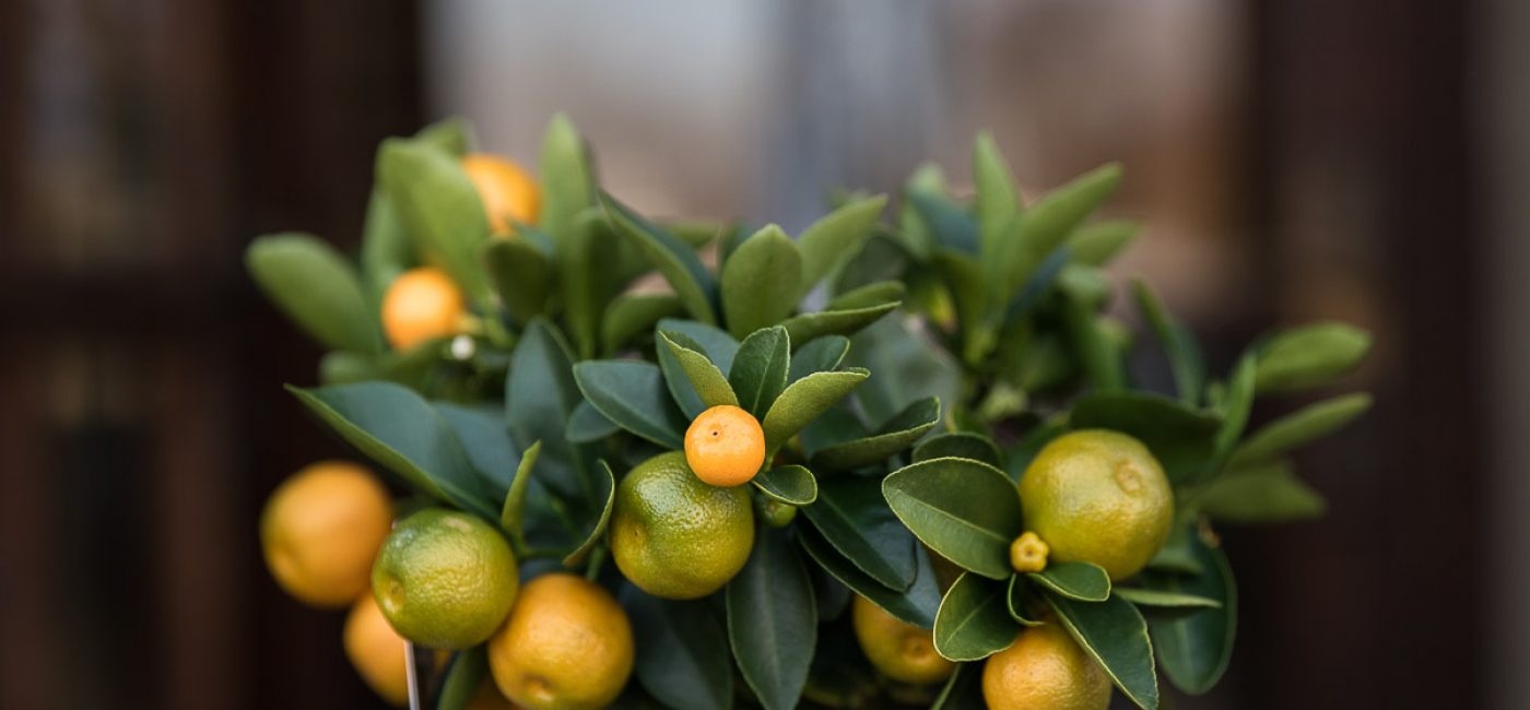 Spalvingi citrusai – tai vasara namuose