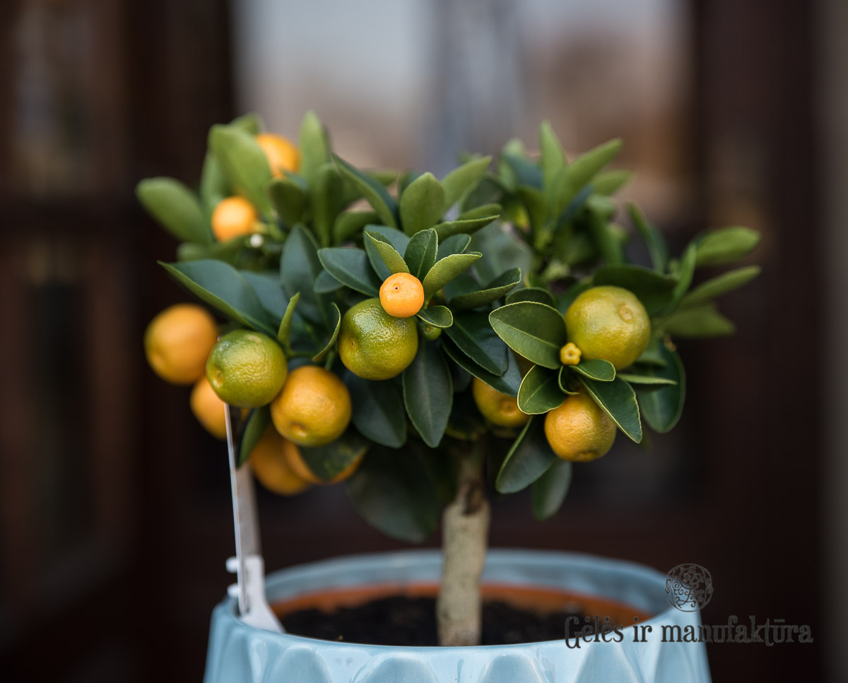 citrus mandarinas smulkiavaisis calamondin citrofortunella microcarpa gėlės ir manufaktūra