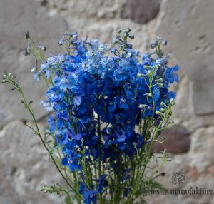 Delphinium Volkerfrieden blue skintos gėlės ir manufaktūra pentinius mėlynas