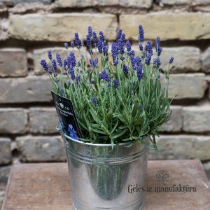 Lavandula angustifolia levanda augalas geles ir manufaktura plants lavender