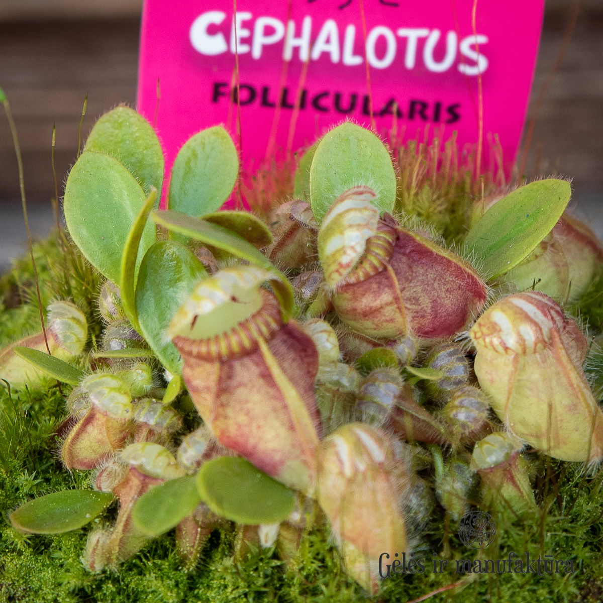 augalai geles ir manufaktura flowershop heliamphora Musgaudis-Cephalotus-follicularis heliamphora heterodoxa minor carnivors vabzdziaedis