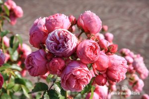 rosa pomponella garden roses sodo rožė bijūninė floribunda gėlės ir manufaktūra