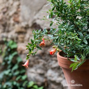 pomegranate punica granatum granatas granatmedis augalai plants gėlės ir manufaktūra