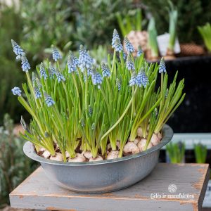 muscari arrangement svogūninis augalas žydrė kompozicija dubuo bulbs svogūnas zinc bowl gėlės ir manufaktūra
