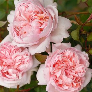 garden roses fragrant rosa Mauritia parfum sodo rožė bijūninė kvepianti gėlės ir manufaktūra rožių krūmas