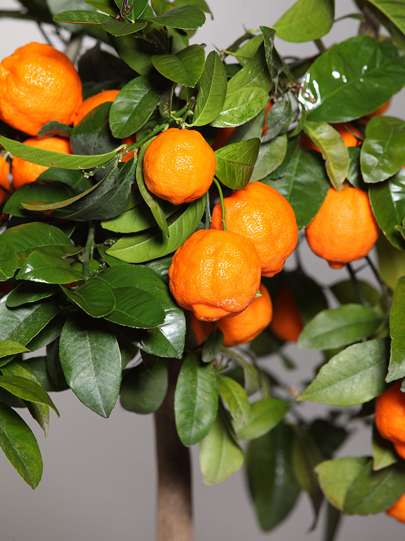citrus limetta rossa di Rangpur Sicilia verde raudonasis laimas citrusas medelis kambarinis augalas