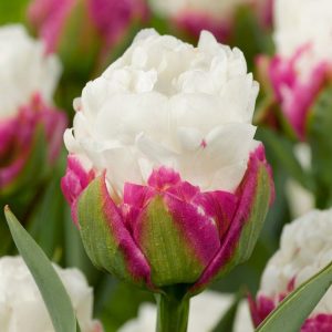 ulipa-ice-cream-tulips-double-bulbs-tulpes-tulpių-svogūnėliai-exclusive-gėlės-ir-manufaktūra-bijūninė-bijūninė pilnavidurė-balta dvispalvė