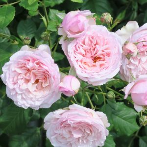 climbing garden rose Divina sodo rožė rosa pink fragrance laipiojanti vijoklinė rožinė gėlės ir manufaktūra