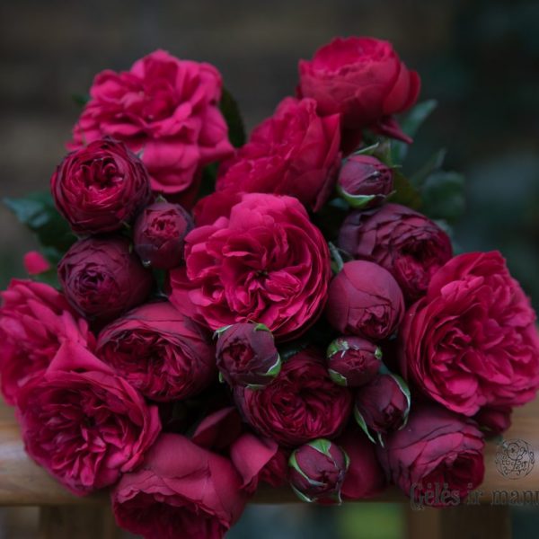 rosa garden rose red piano bijūninė sodo rožė pompon gėlės ir manufaktūra