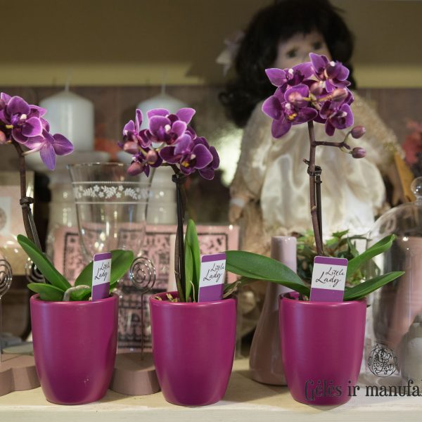 Orchidėja Phalaenopsis Orchid kambarinia augalas mini gėlės ir manufaktūra