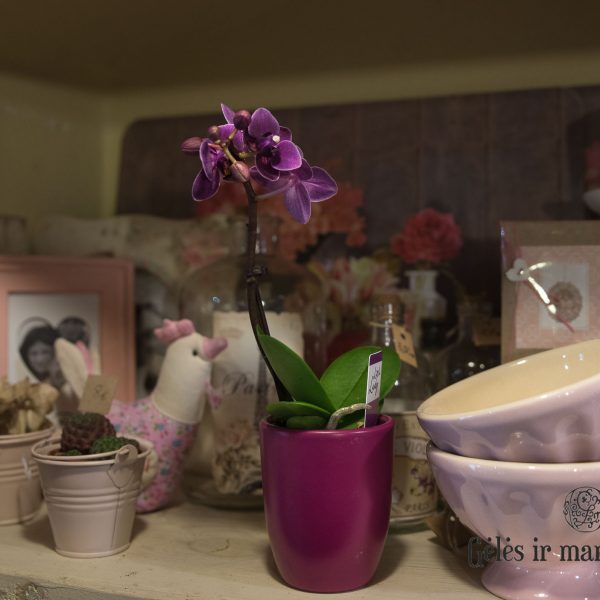 Orchidėja Phalaenopsis Orchid kambarinia augalas mini gėlės ir manufaktūra