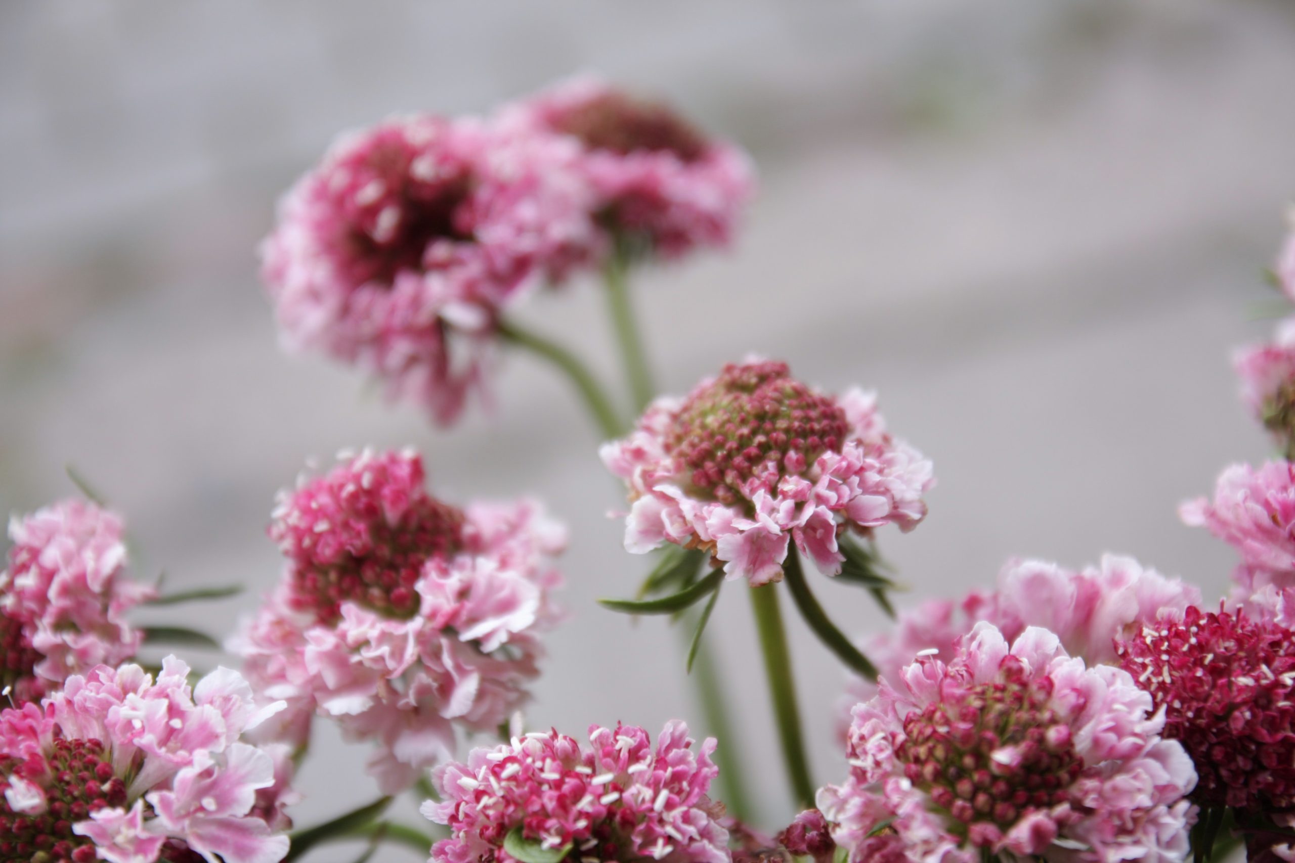 Skabijoza (Žvaigždūnė, Scabiosa) rausva, pastelinė skinta "pievų" gėlė - Image 4