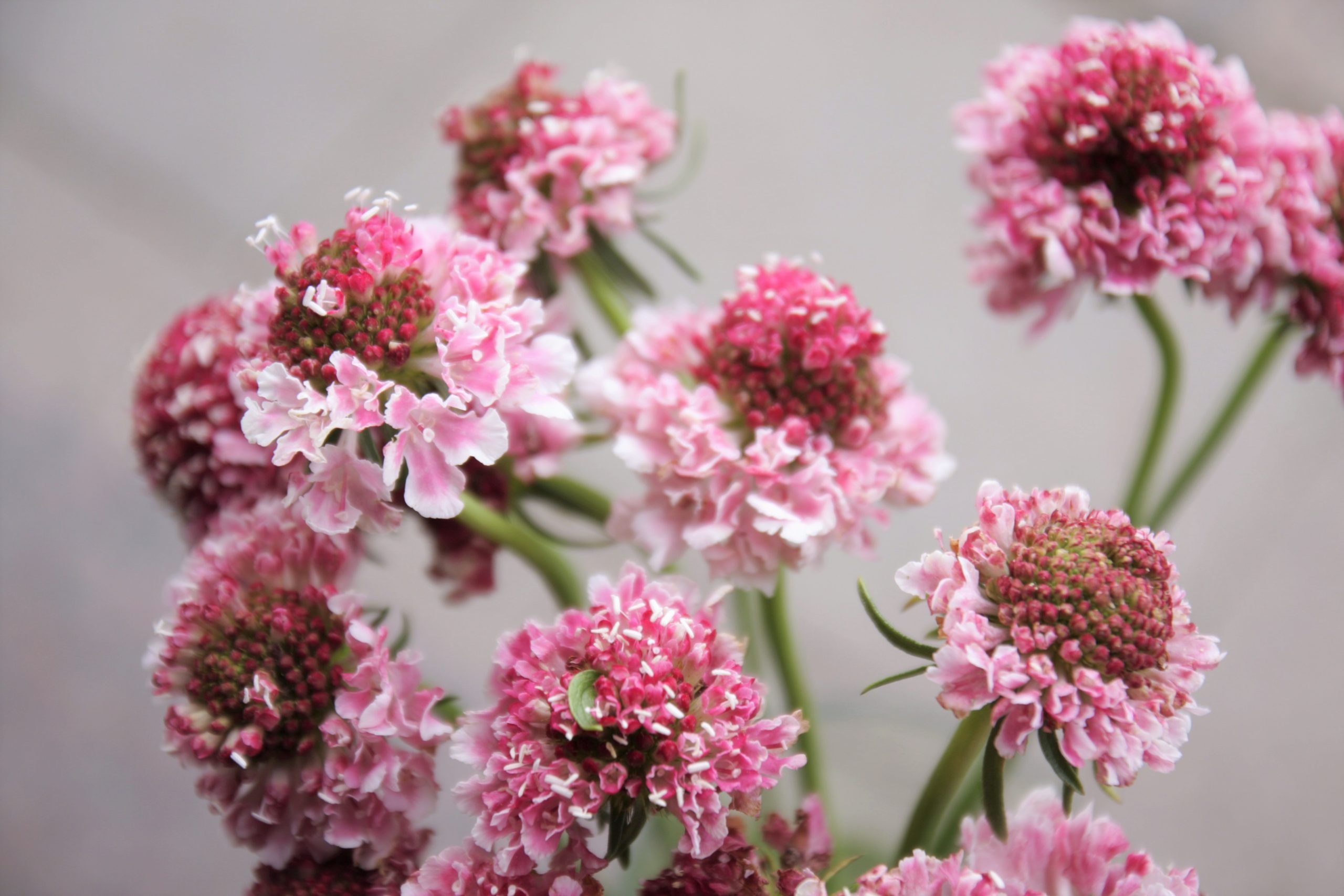 Skabijoza (Žvaigždūnė, Scabiosa) rausva, pastelinė skinta "pievų" gėlė - Image 5