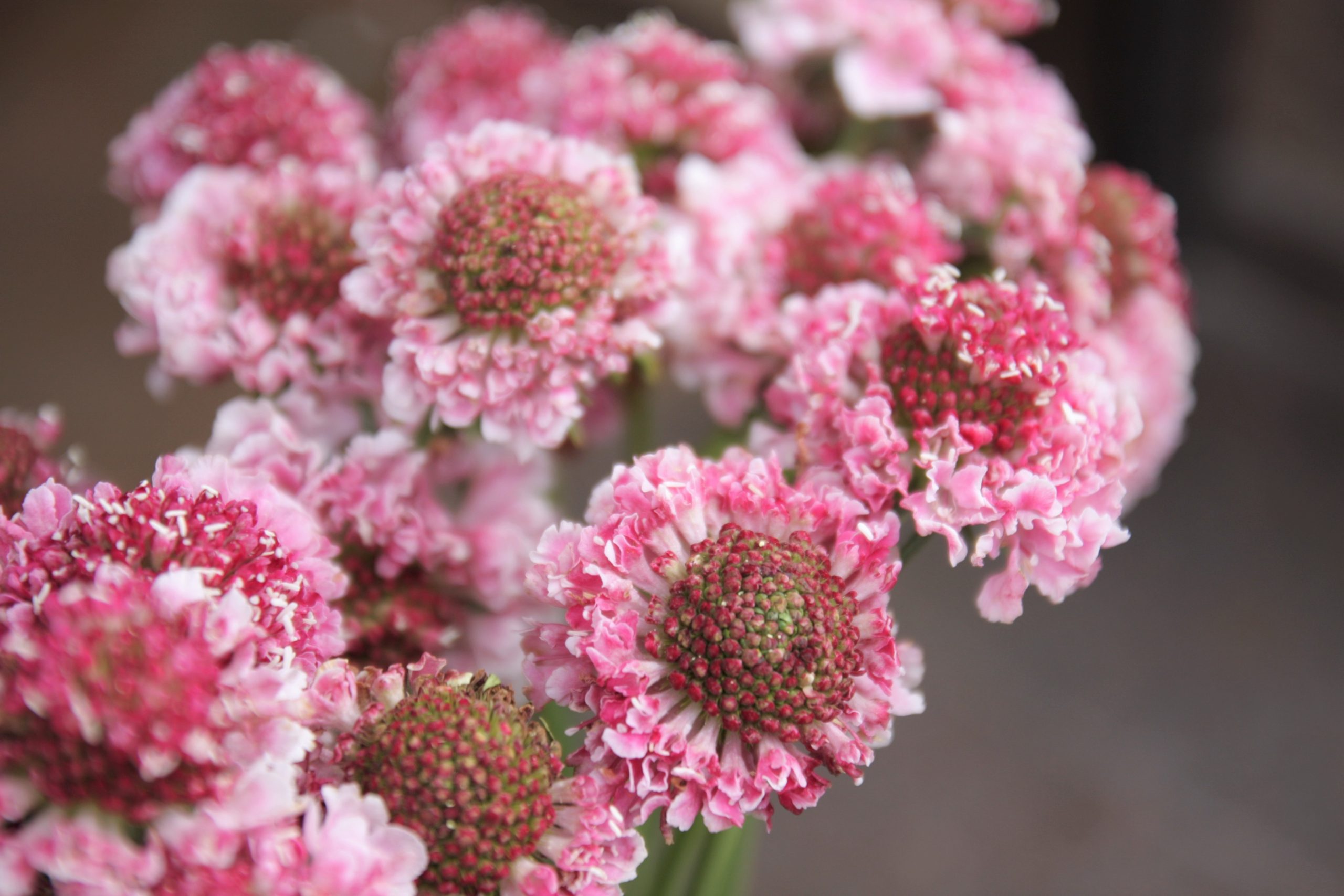Skabijoza (Žvaigždūnė, Scabiosa) rausva, pastelinė skinta "pievų" gėlė - Image 3