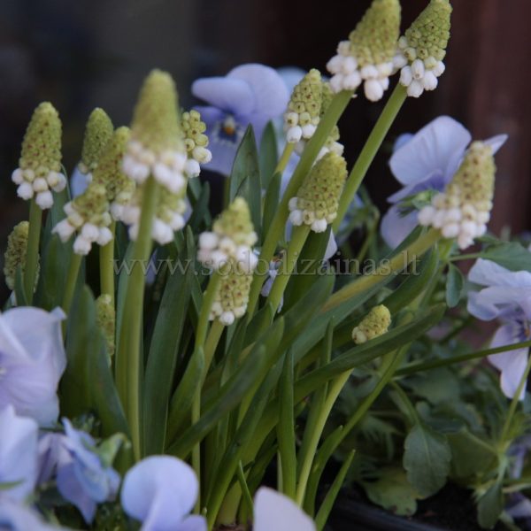 Žydrė Muscari armeniacum easter plants pot arrangement narcizai vazonas augalas spring pavasaris velykos gėlės ir manufaktūra