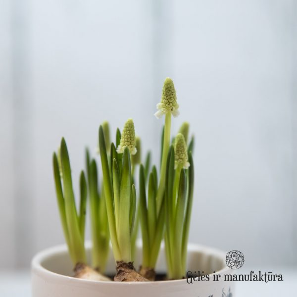 Žydrė Muscari armeniacum easter plants pot arrangement narcizai vazonas augalas spring pavasaris velykos gėlės ir manufaktūra