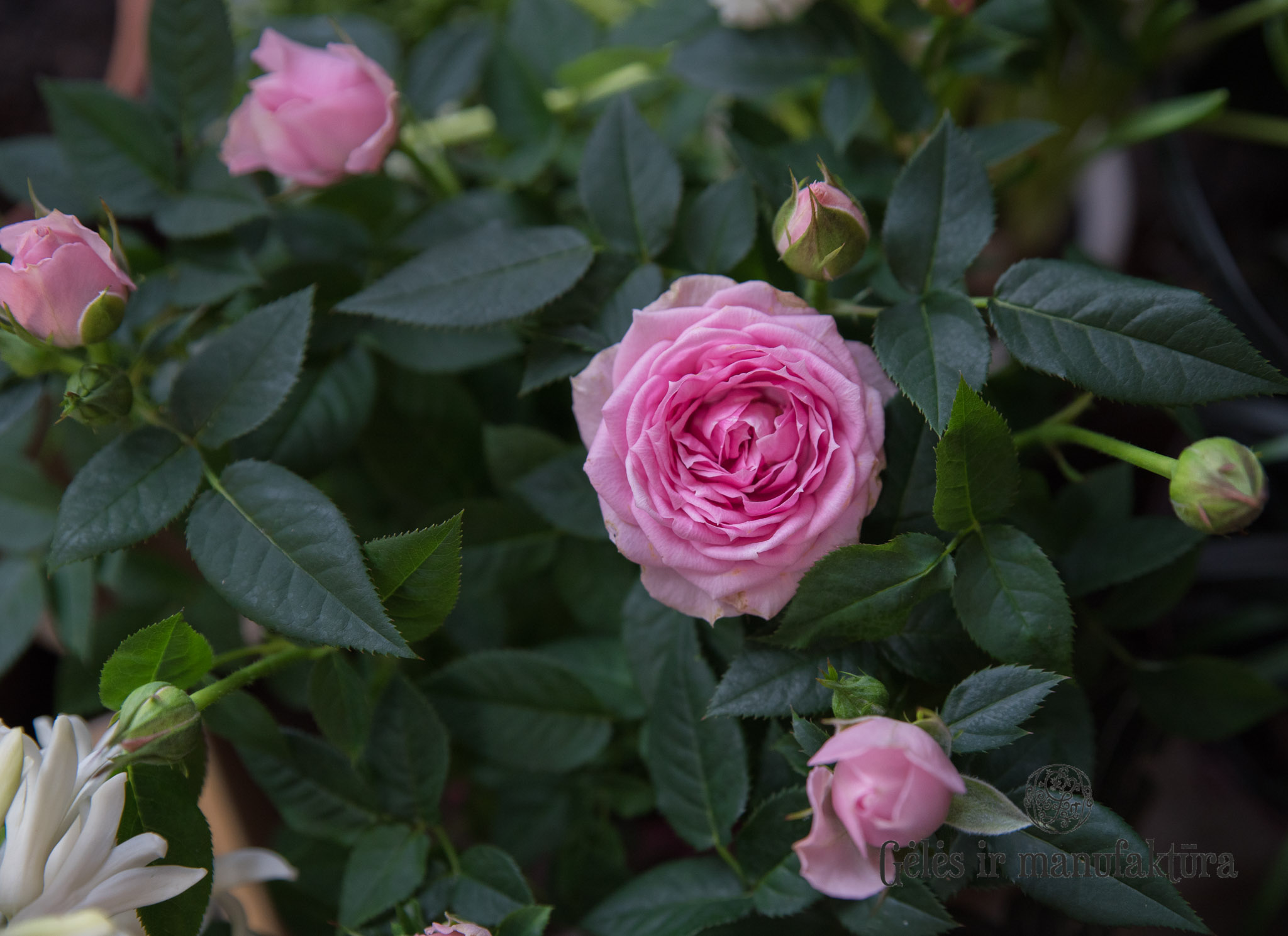 Rožytės (Rosa) smulkiažiedės rožės, augančios vazonėlyje, įvairios žiedų spalvos - Image 12