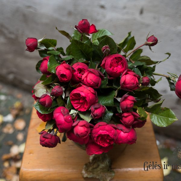 piano rose rosa rožės bijūninės raudonos