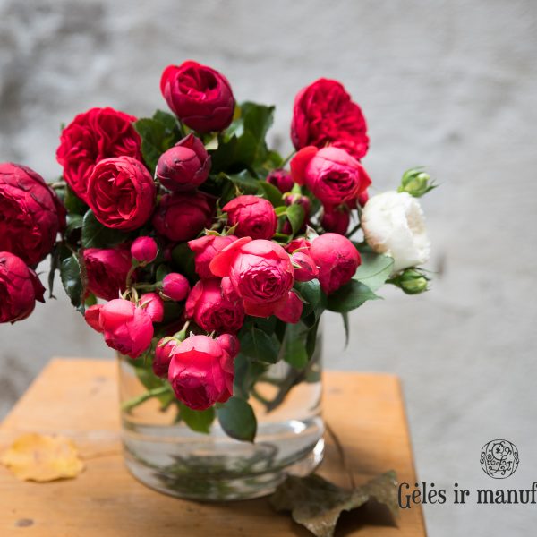 piano rose rosa rožės bijūninės raudonos