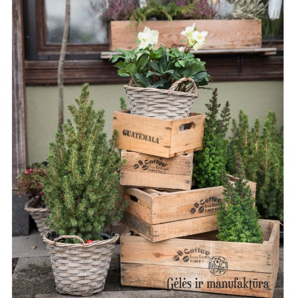 dežė medinė wooden boxes picea egle helleborus čėras eleboras gėlės ir manufaktūra