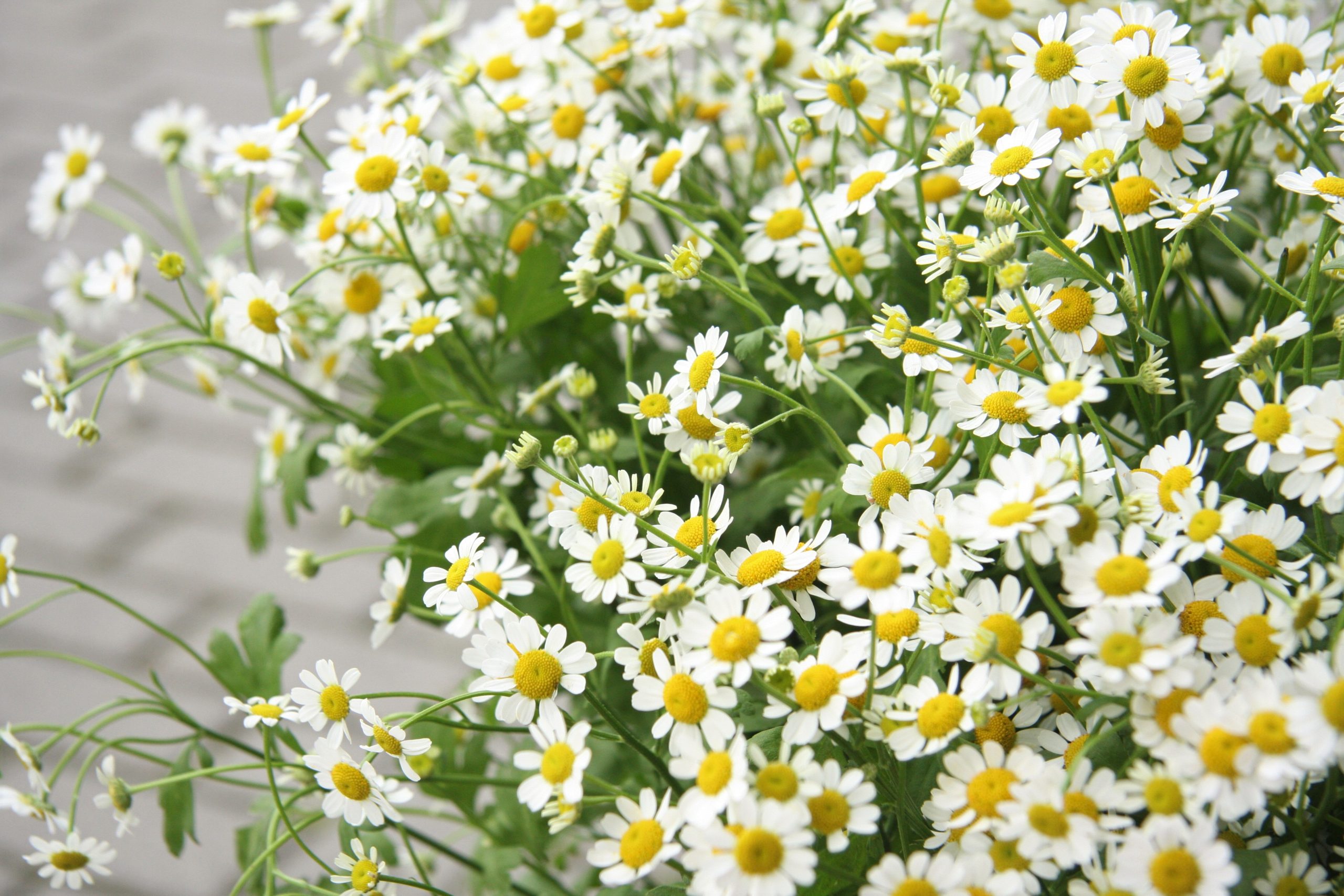 Ramunėlės, smulkios, kvapnios lauko gėlės (Matricaria, Tanacetum parthenium), skintos - Image 8