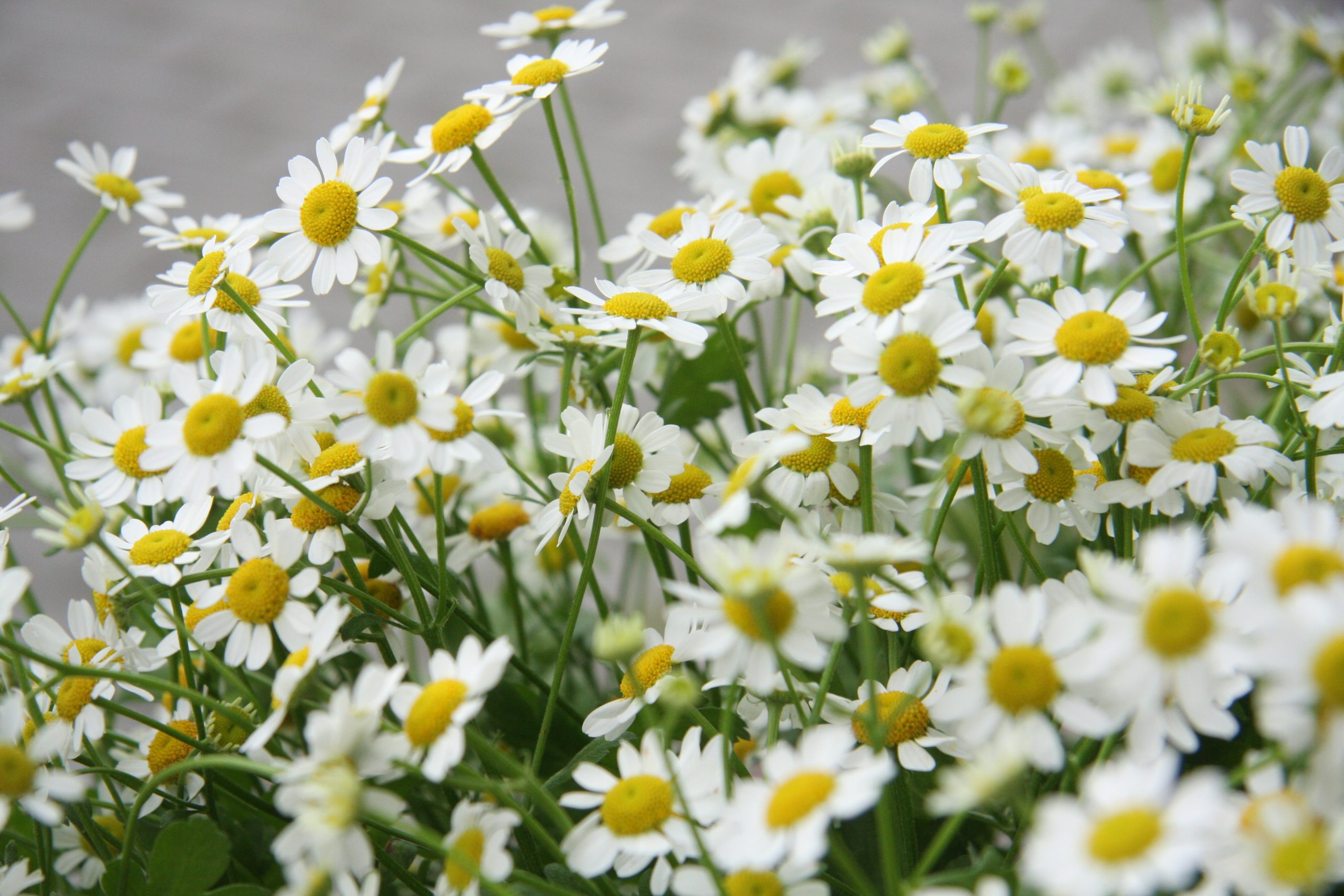 Ramunėlės, smulkios, kvapnios lauko gėlės (Matricaria, Tanacetum parthenium), skintos - Image 9