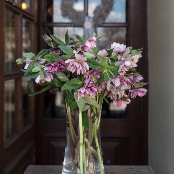 helleborus double heleboras eleboras pilnaviduris bordo čėras gėlės ir manufaktūra flowers