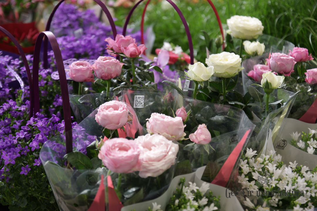 Rožytės (Rosa) smulkiažiedės rožės, augančios vazonėlyje, įvairios žiedų spalvos - Image 9