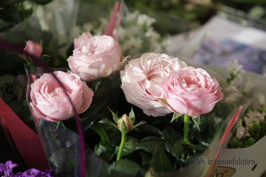 Rožytės (Rosa) smulkiažiedės rožės, augančios vazonėlyje, įvairios žiedų spalvos - Image 17