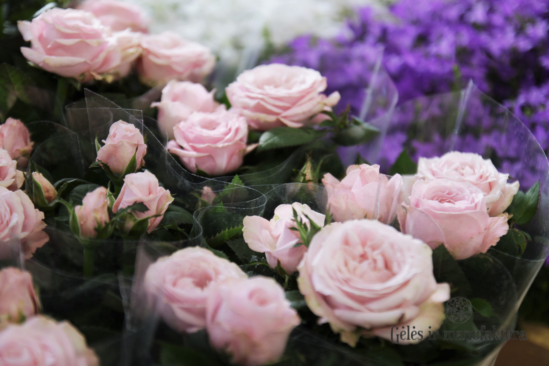 Rožytės (Rosa) smulkiažiedės rožės, augančios vazonėlyje, įvairios žiedų spalvos - Image 4