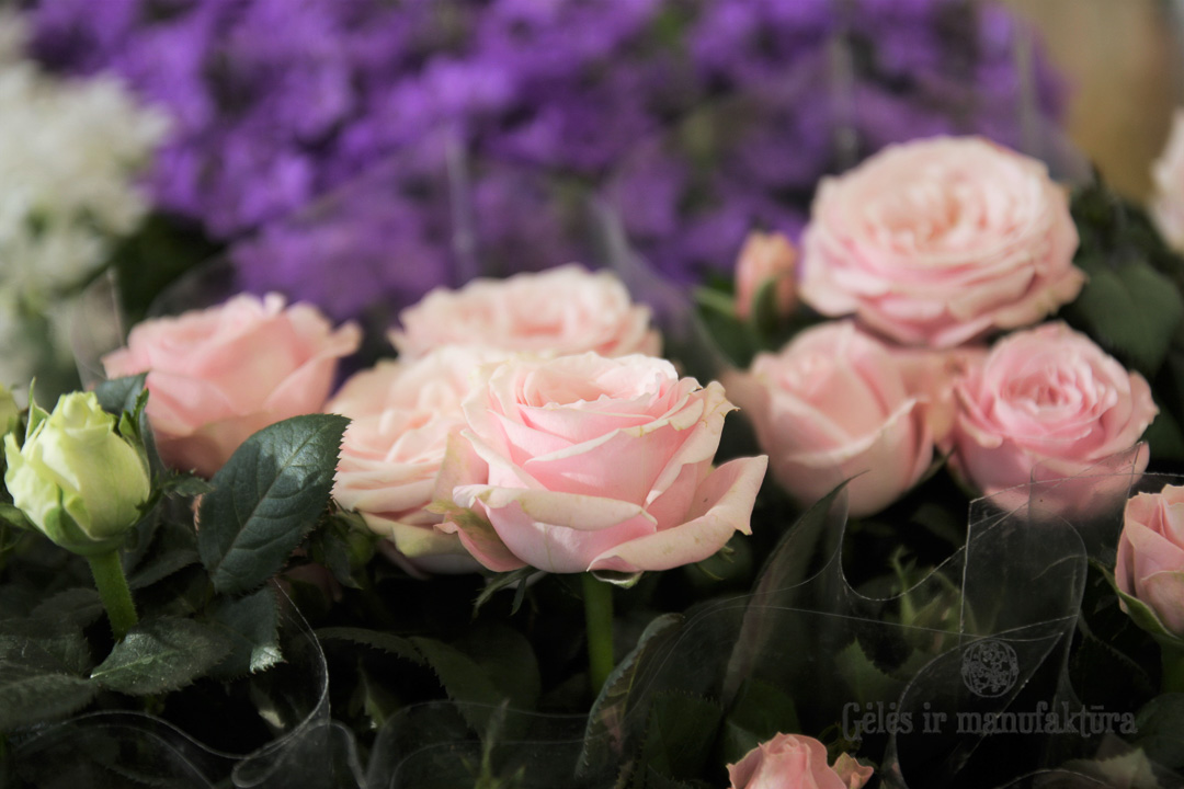 Rožytės (Rosa) smulkiažiedės rožės, augančios vazonėlyje, įvairios žiedų spalvos - Image 5