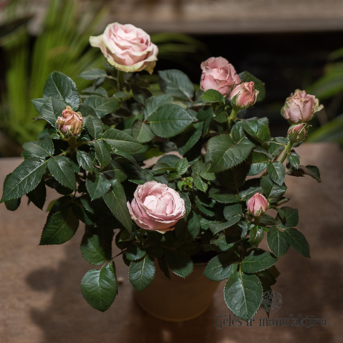 Rožytės (Rosa) smulkiažiedės rožės, augančios vazonėlyje, įvairios žiedų spalvos - Image 32