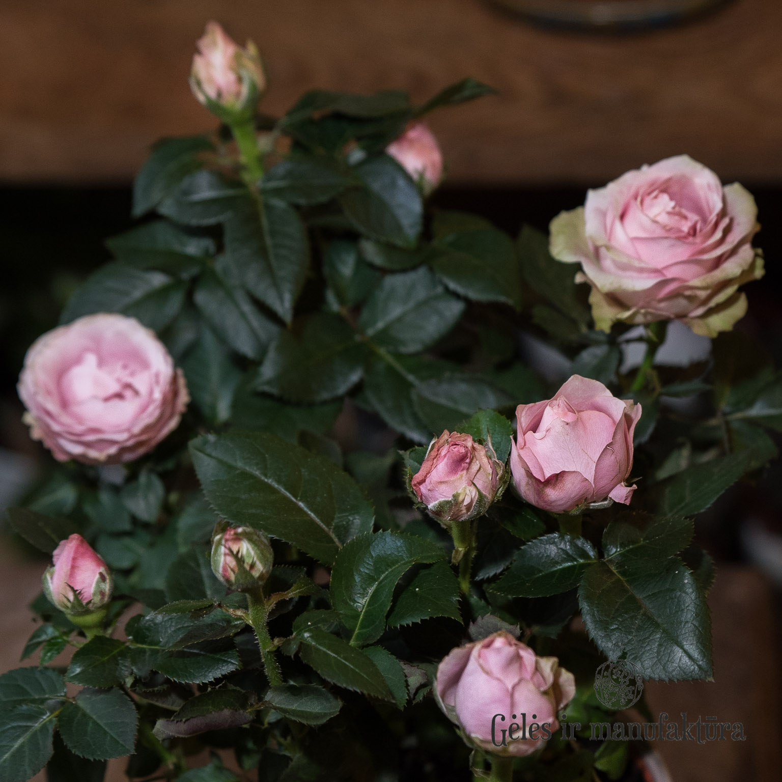 Rožytės (Rosa) smulkiažiedės rožės, augančios vazonėlyje, įvairios žiedų spalvos - Image 13