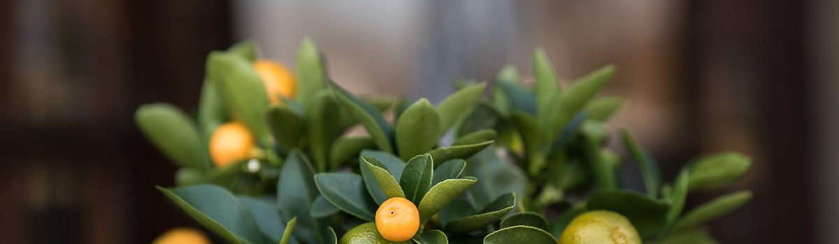 Spalvingi citrusai – tai vasara namuose