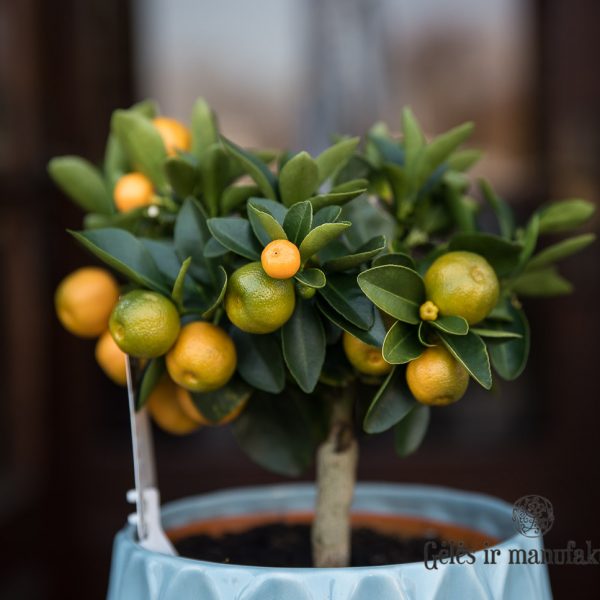 citrus mandarinas smulkiavaisis calamondin citrofortunella microcarpa gėlės ir manufaktūra