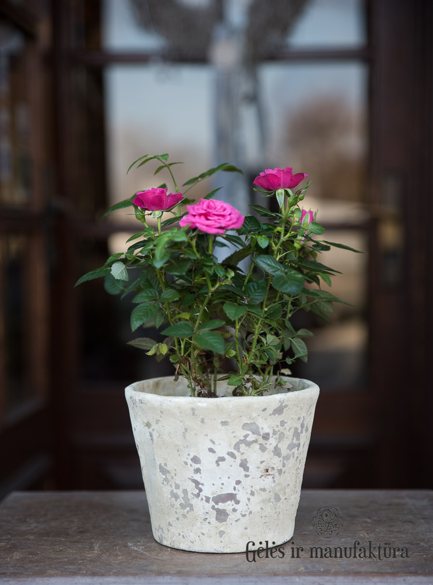 Rožytės (Rosa) smulkiažiedės rožės, augančios vazonėlyje, įvairios žiedų spalvos - Image 14