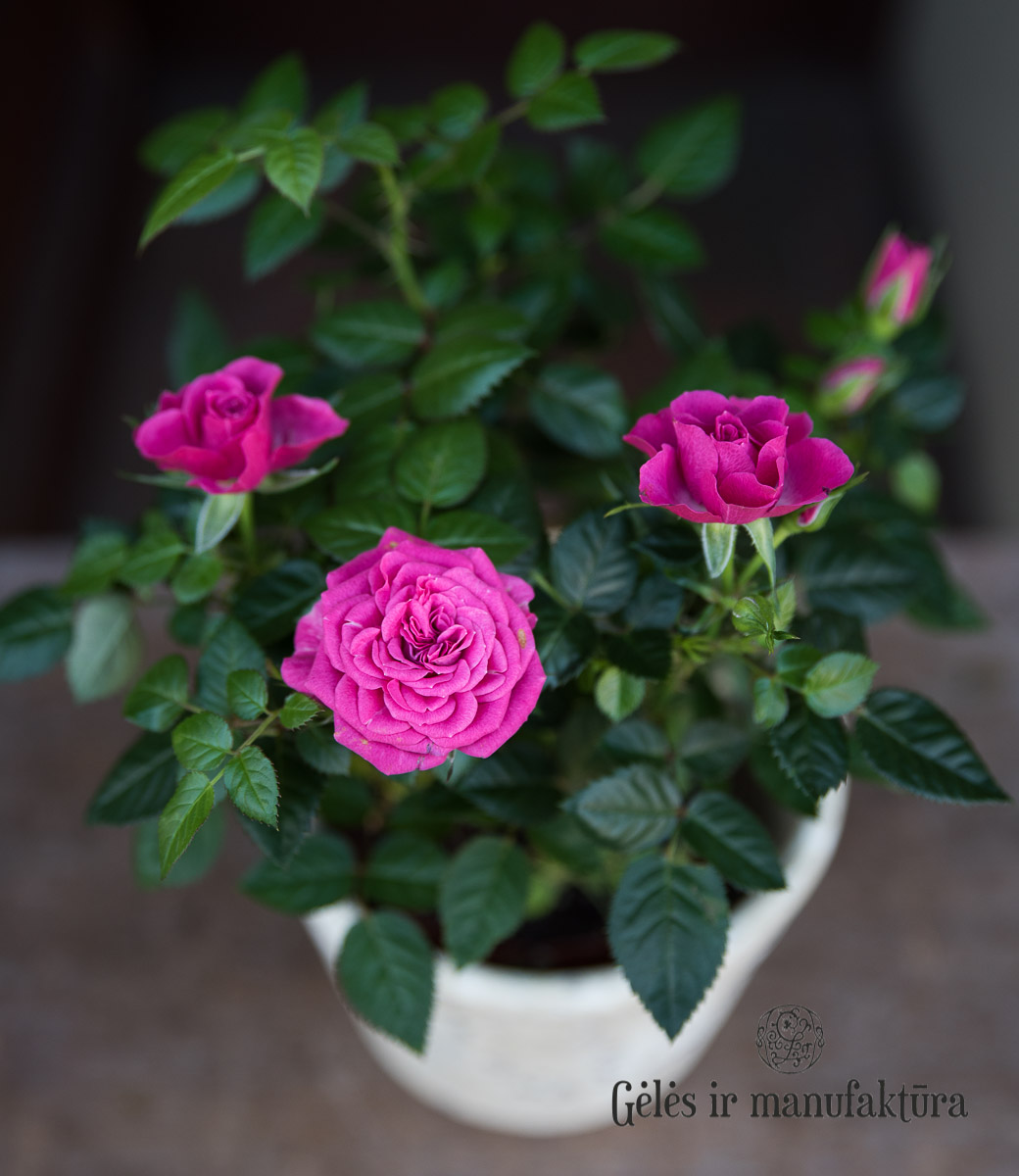 Rožytės (Rosa) smulkiažiedės rožės, augančios vazonėlyje, įvairios žiedų spalvos - Image 18