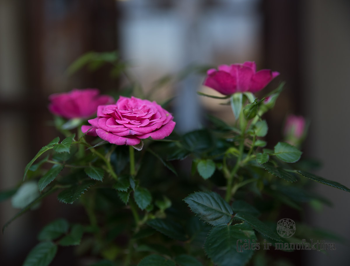 Rožytės (Rosa) smulkiažiedės rožės, augančios vazonėlyje, įvairios žiedų spalvos - Image 10