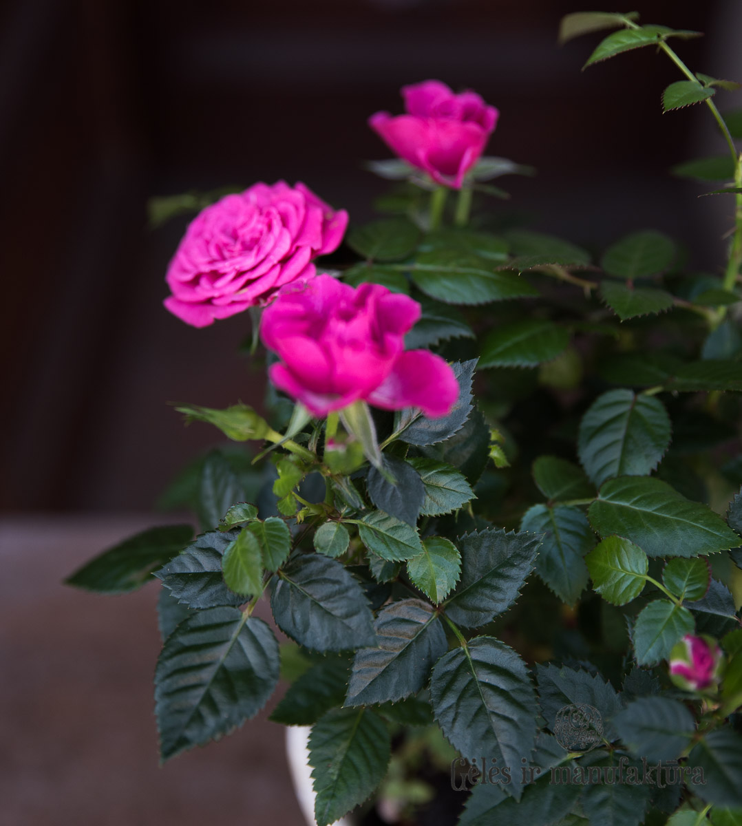 Rožytės (Rosa) smulkiažiedės rožės, augančios vazonėlyje, įvairios žiedų spalvos - Image 15
