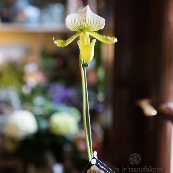orchids orchidėja raibuolė veneros kurpaitė retas augalas gėlės ir manufaktūra slipper venus