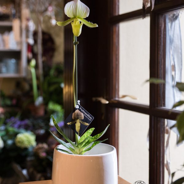 orchids orchidėja raibuolė veneros kurpaitė retas augalas gėlės ir manufaktūra slipper venus