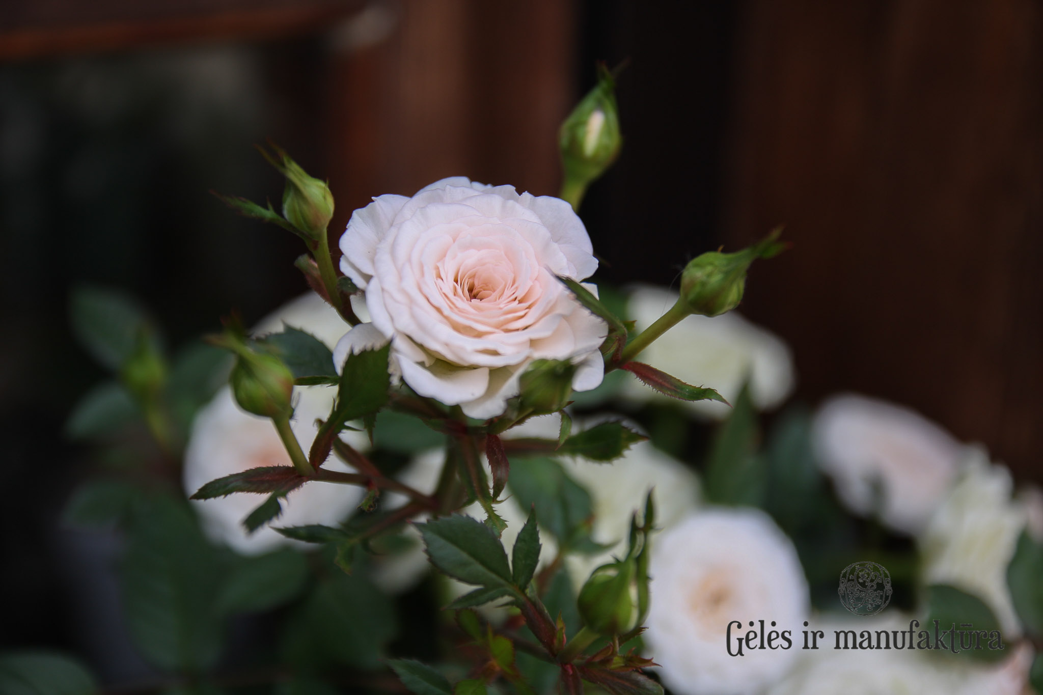Rožytės (Rosa) smulkiažiedės rožės, augančios vazonėlyje, įvairios žiedų spalvos - Image 3