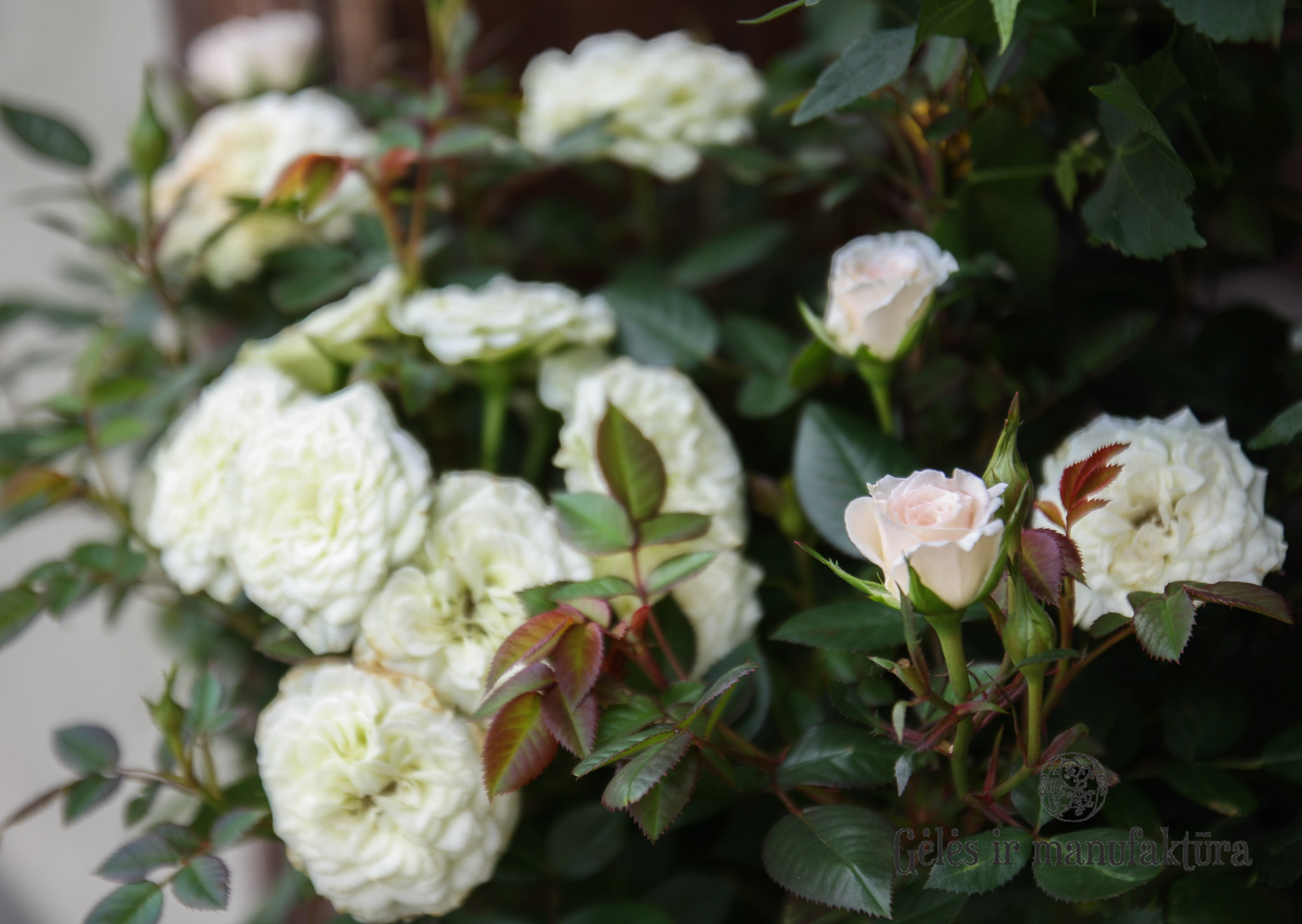 Rožytės (Rosa) smulkiažiedės rožės, augančios vazonėlyje, įvairios žiedų spalvos - Image 2