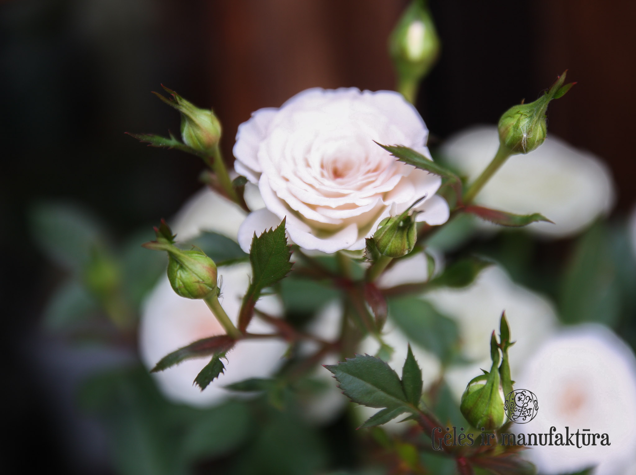 Rožytės (Rosa) smulkiažiedės rožės, augančios vazonėlyje, įvairios žiedų spalvos - Image 7