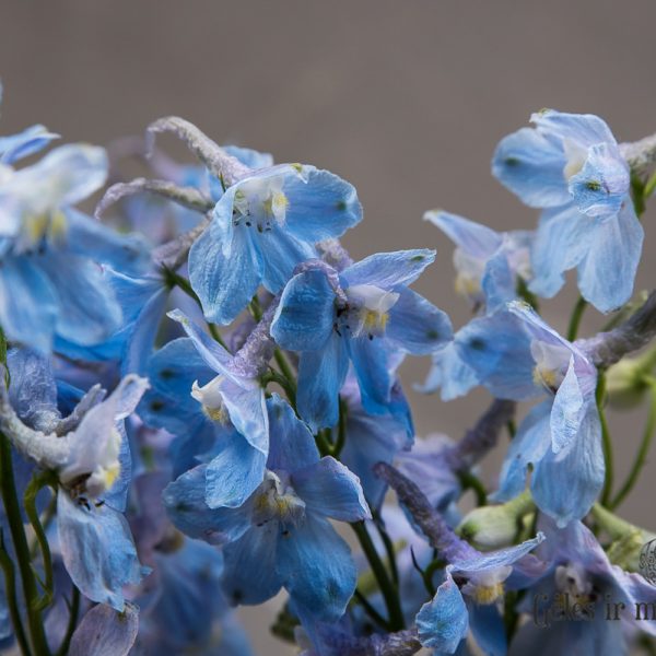 Delphinium Volkerfrieden blue skintos gėlės ir manufaktūra pentinius mėlynas