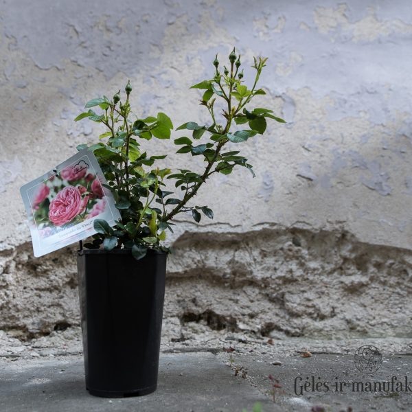 rosa floribunda garden sodo bijūninė rožė Leonardo da vinci garden rose gėlės ir manufaktūra