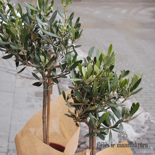 olea europaea olive tree alyvmedis plants perennial augalas gėlės ir manufaktūra