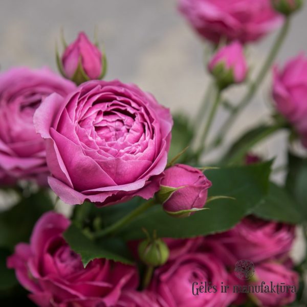 rosa rose spray tr misty bubbles rožės gėlės ir manufaktūra