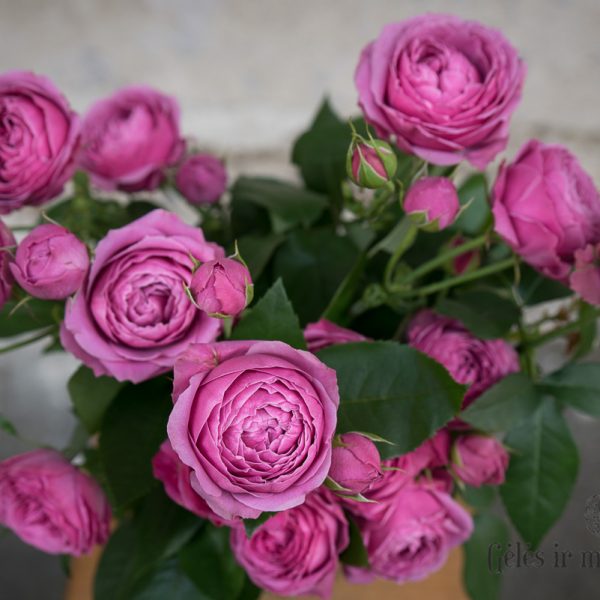 rosa rose spray tr misty bubbles rožės gėlės ir manufaktūra